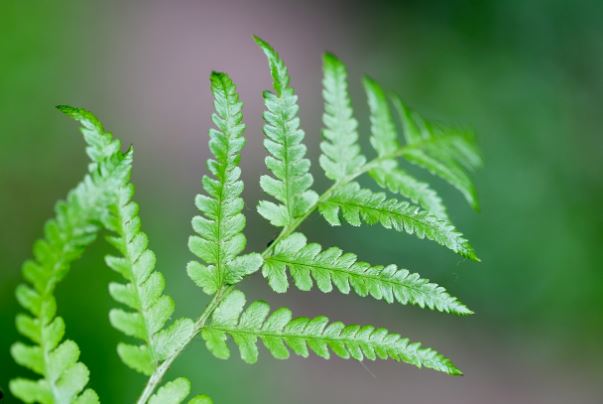 9 Symbolic Meanings of Dreaming of Ferns