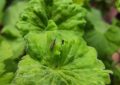6 symbolic meanings of dreaming of bed bugs