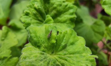 6 symbolic meanings of dreaming of bed bugs