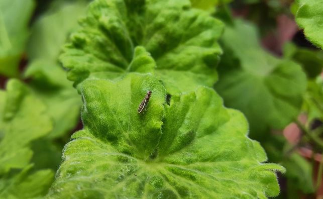 6 symbolic meanings of dreaming of bed bugs