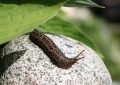 8 symbolic meanings of dreaming of slugs
