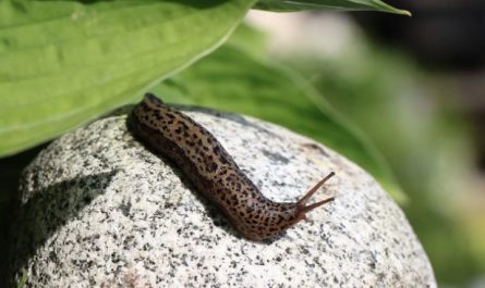 8 symbolic meanings of dreaming of slugs