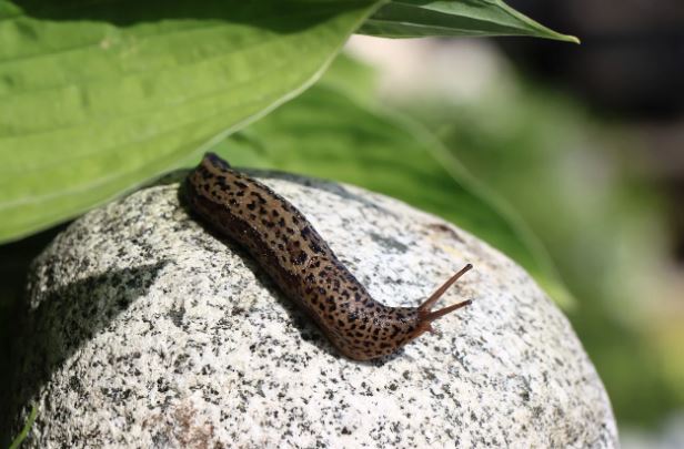 8 symbolic meanings of dreaming of slugs