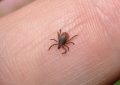 6 symbolic meanings of dreaming of parasites