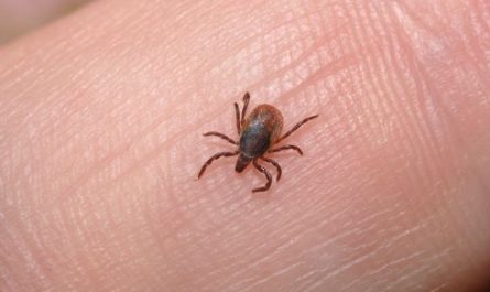 6 symbolic meanings of dreaming of parasites