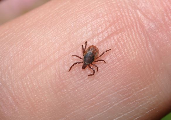 6 symbolic meanings of dreaming of parasites