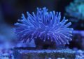 5 symbolic meanings of dreaming of sea anemones
