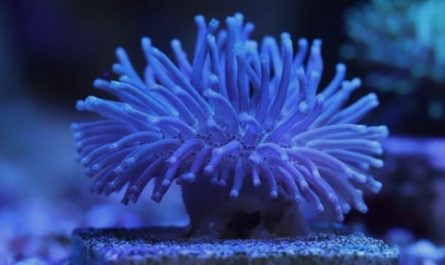 5 symbolic meanings of dreaming of sea anemones