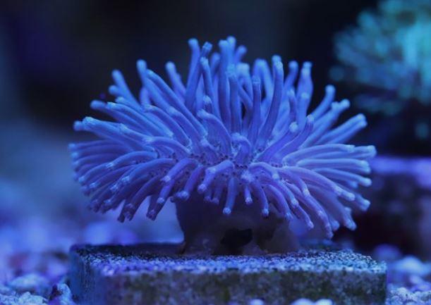 5 symbolic meanings of dreaming of sea anemones