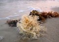 7 symbolic meanings of dreaming of seaweed