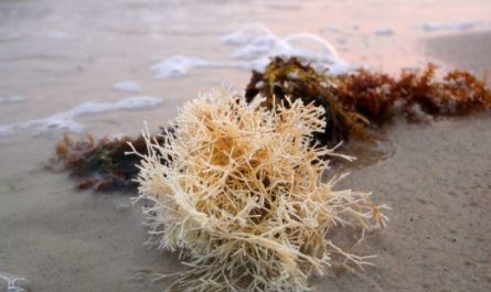 7 symbolic meanings of dreaming of seaweed