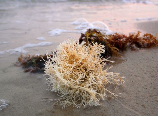 7 symbolic meanings of dreaming of seaweed
