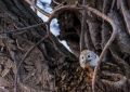 6 symbolic meanings of dreaming of Flying squirrels