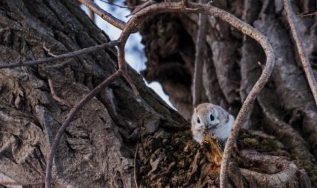 6 symbolic meanings of dreaming of Flying squirrels