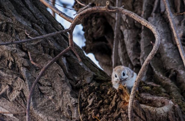 6 symbolic meanings of dreaming of Flying squirrels