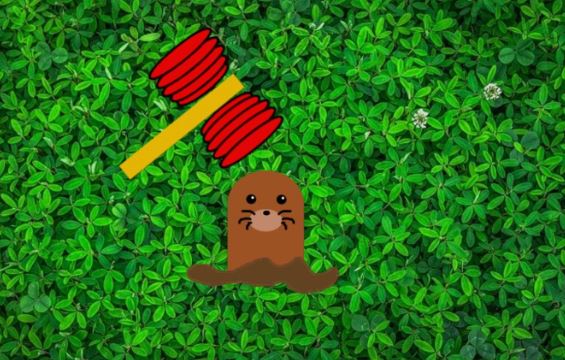 8 symbolic meanings of dreaming of moles