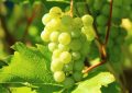 9 symbolic meanings of dreaming of green grapes