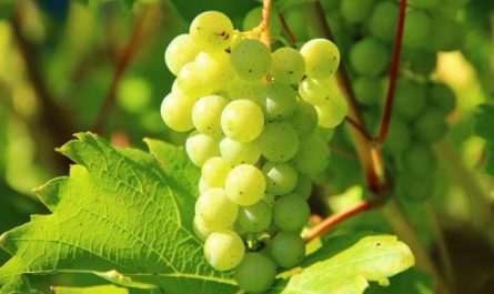 9 symbolic meanings of dreaming of green grapes