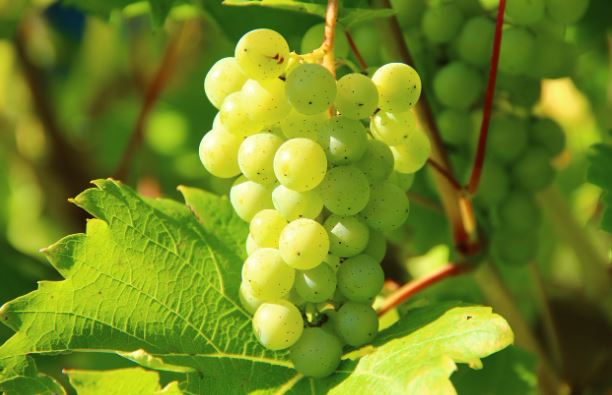 9 symbolic meanings of dreaming of green grapes