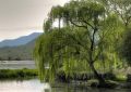 5 symbolic meanings of dreaming of willow trees
