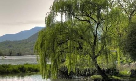 5 symbolic meanings of dreaming of willow trees