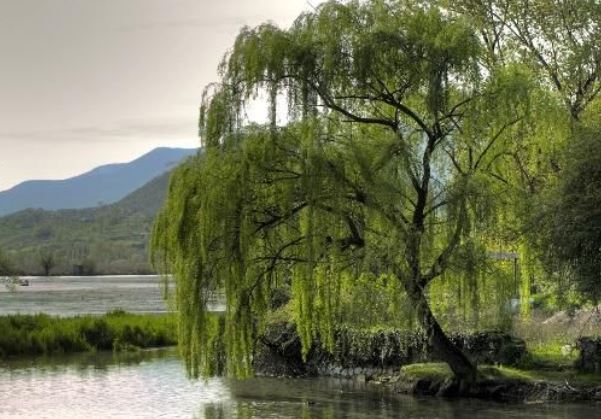 5 symbolic meanings of dreaming of willow trees