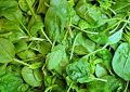 8 symbolic meanings of dreaming of spinach