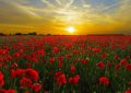 7 symbolic meanings of dreaming of poppy flowers
