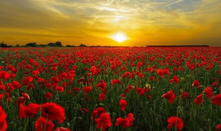 7 symbolic meanings of dreaming of poppy flowers