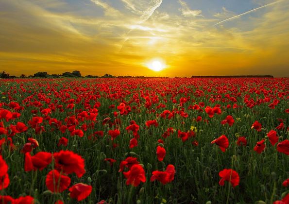 7 symbolic meanings of dreaming of poppy flowers