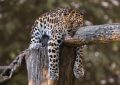 8 Symbolic Meanings of Dreaming of a Jaguar