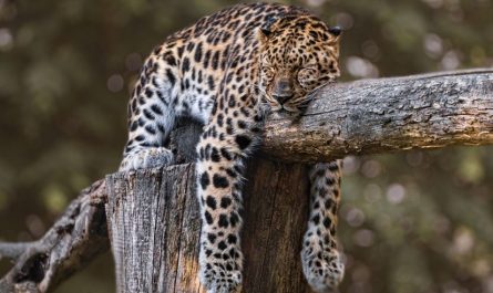 8 Symbolic Meanings of Dreaming of a Jaguar