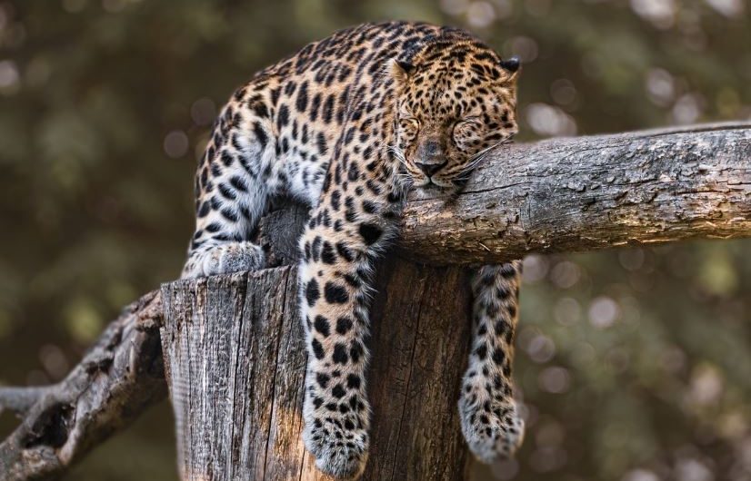 8 Symbolic Meanings of Dreaming of a Jaguar