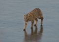 7 Symbolic Meanings of Dreaming of a wild cat