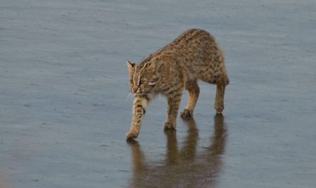 7 Symbolic Meanings of Dreaming of a wild cat