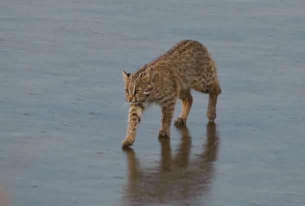 7 Symbolic Meanings of Dreaming of a wild cat