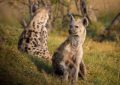 8 symbolic meanings of dreaming of hyenas