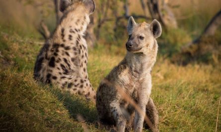 8 symbolic meanings of dreaming of hyenas