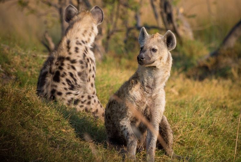 8 symbolic meanings of dreaming of hyenas