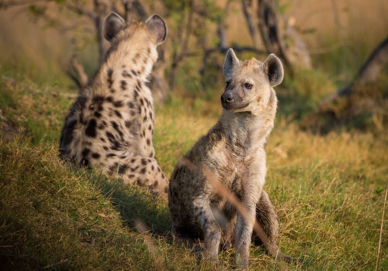 8 symbolic meanings of dreaming of hyenas
