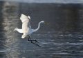 7 symbolic meanings of dreaming of egrets