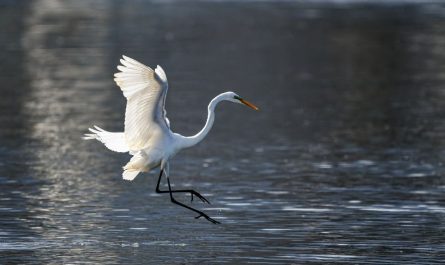7 symbolic meanings of dreaming of egrets