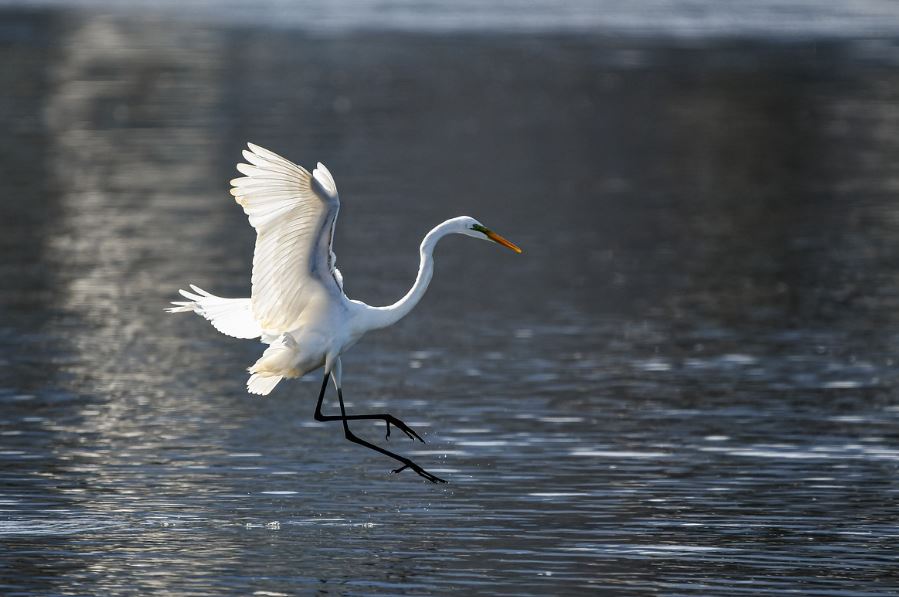 7 symbolic meanings of dreaming of egrets