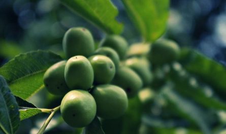 6 symbolic meanings of dreaming of green dates