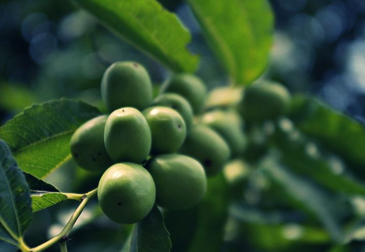 6 symbolic meanings of dreaming of green dates