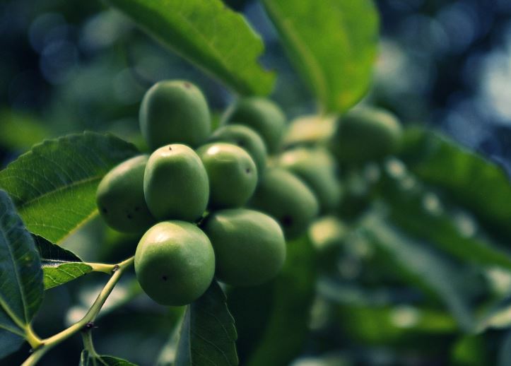 8 symbolic meanings of dreaming of dates