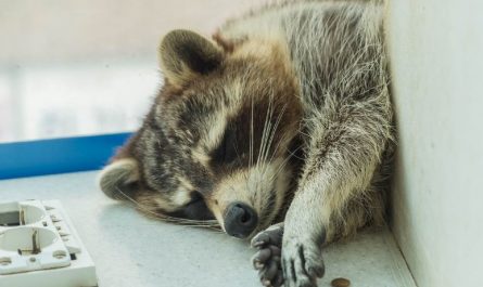 7 symbolic meanings of dreaming of raccoon
