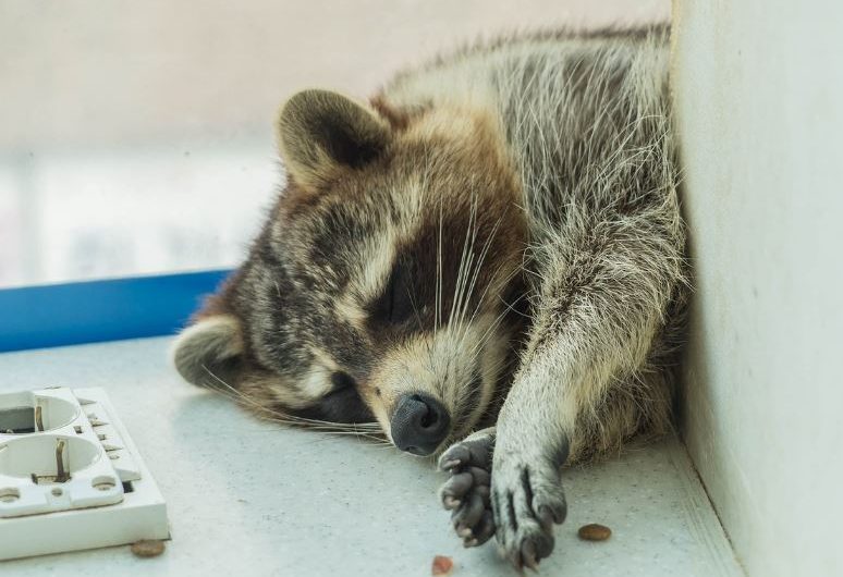 7 symbolic meanings of dreaming of raccoon