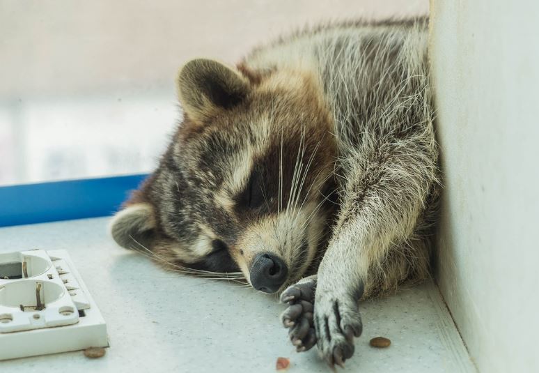 7 symbolic meanings of dreaming of raccoon