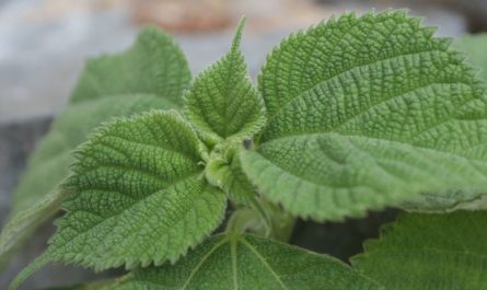 7 symbolic meanings of dreaming of sesame leaves